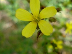 Linum africanum